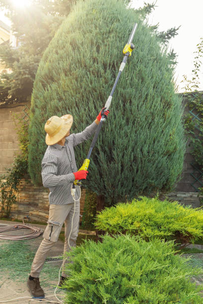 Professional Tree Removal and Landscaping Services in Goldendale, WA